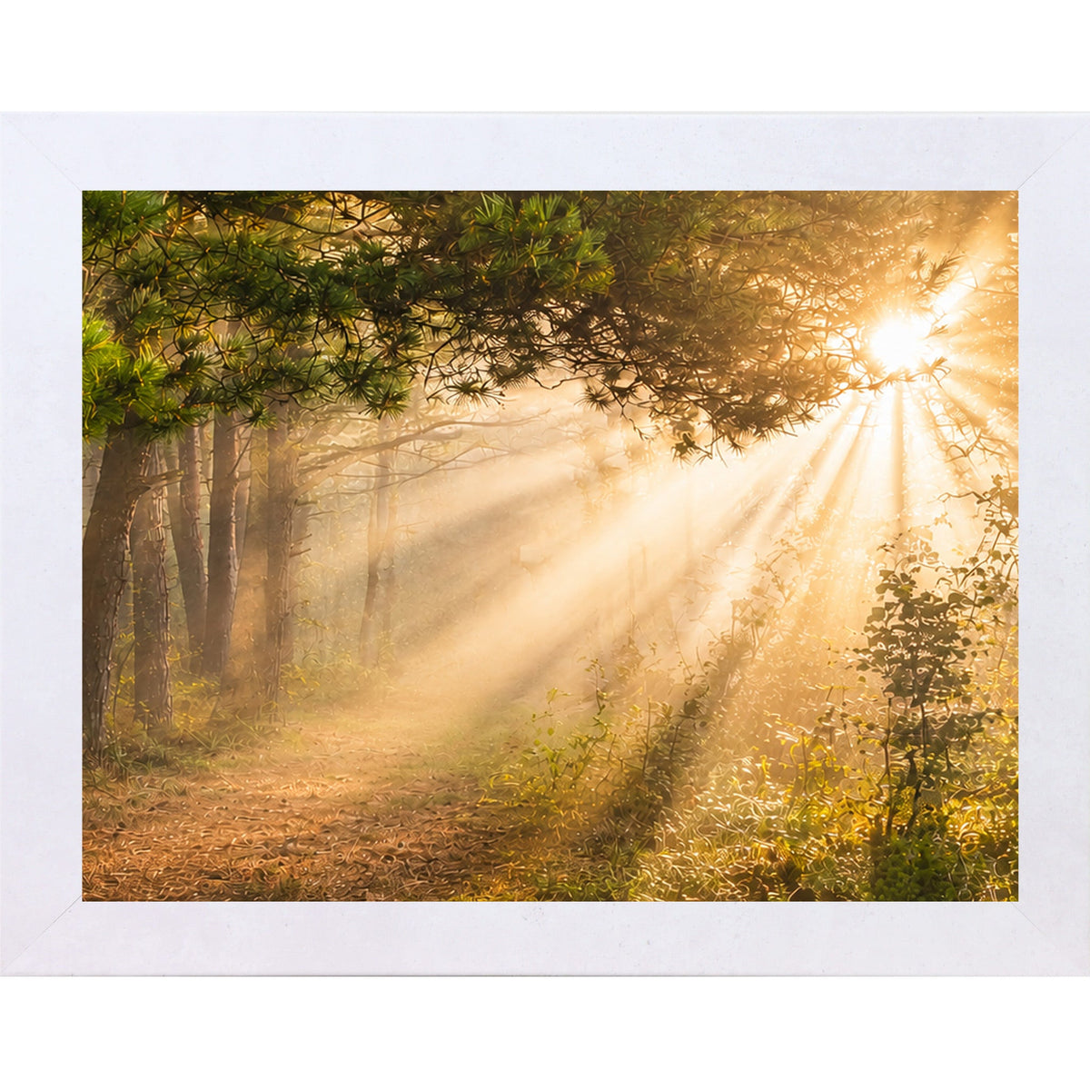 Forest Light Rays Wall Art – Misty Pine Sunlight Path Sympathy Nature Decor (SB244)